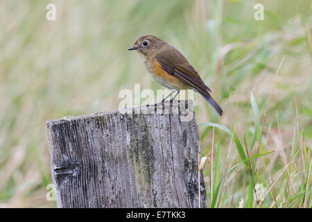 Femmina / Rosso immaturi-fiancheggiata Bluetail (Tarsiger cyanurus), Sumburgh Head RSPB Riserva, Shetland, Scotland, Regno Unito Foto Stock