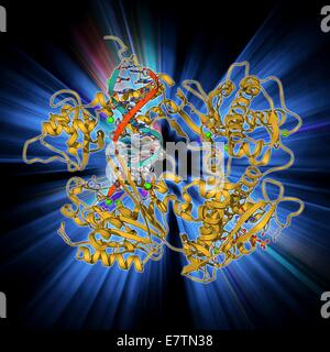 Morsetto di DNA complessato con la molecola di DNA. Il modello molecolare che mostra uno scorrimento del DNA (acido desossiribonucleico) Morsetto (beige) complessato con una molecola di DNA (rosso e blu). Il morsetto scorrevole è parte di una molecola più grande (non visibile), una DNA polimerasi. DNA polimerasi Foto Stock