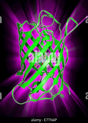 La proteina fluorescente verde (GFP), modello molecolare. La molecola ha una struttura cilindrica formata dai fogli di beta (nastri). GFP è trovato nel Pacifico medusa Aequorea victoria. Esso genera fluorescenza verde quando la luce blu è brillato su di esso. GFP è ampiamente usato un Foto Stock