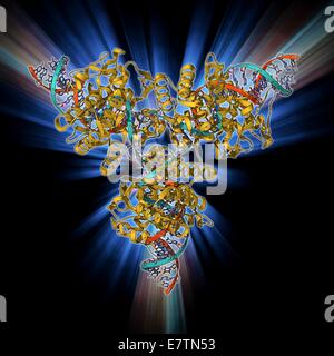 Ricombinazione Cre-Lox. Il modello molecolare dell'enzima CRE (ricombinazione di ciclizzazione) ricombinasi (beige) mediare la ricombinazione di filamenti di DNA (acido desossiribonucleico, rosso e blu). Si sta facendo questo in corrispondenza di una specifica sequenza di bersaglio, chiamato Lox se Foto Stock