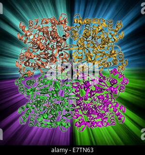 Glicogeno fosforilasi, modello molecolare. Questo è un enzima coinvolto nella rottura del glicogeno, la conservazione di energia molecola coinvolta nel metabolismo degli animali. L'azione di glicogeno fosforilasi fornisce carburante per contrazione muscolare. Nel fegato questo enzima m Foto Stock