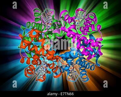 Emoglobina, modello molecolare. L'emoglobina è un metalloprotein che trasporta ossigeno intorno al corpo in cellule di sangue rosse. Ciascuna molecola è costituita da ferro-contenenti gruppi eme (stick) e proteine globina (catene di aminoacidi, bobine). Ogni proteina globina è Foto Stock