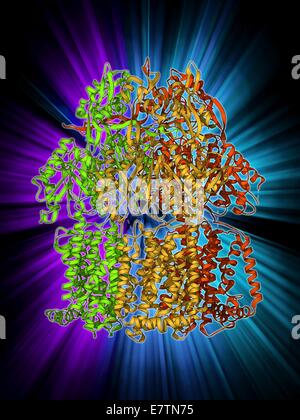 Multidrug pompa di efflusso. Il modello molecolare della multidrug pompa di efflusso AcrB dal batterio Escherichia coli. Questa proteina pompe farmaci, compresi gli antibiotici, al di fuori della cellula batterica. Foto Stock