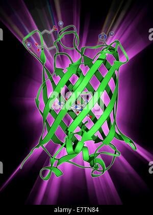 La proteina fluorescente verde (GFP), modello molecolare. La molecola ha una struttura cilindrica formata dai fogli di beta (nastri). GFP è trovato nel Pacifico medusa Aequorea victoria. Esso genera fluorescenza verde quando la luce blu è brillato su di esso. GFP è ampiamente usato un Foto Stock