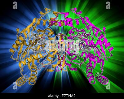La ossido nitrico sintasi, modello molecolare. Questo enzima catalizza la produzione di ossido nitrico da L-arginina. Ossido nitrico è coinvolto nella segnalazione cellulare. Foto Stock