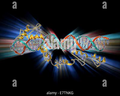 Fattore della trascrizione e di RNA ribosomiale (rRNA). Il modello molecolare che mostra le 6 dita di zinco del fattore di trascrizione IIIA (giallo) legato a RNA (acido ribonucleico, rosso e blu) da un 5s ribosoma sub-unità. I fattori di trascrizione sono proteine che si legano a spec Foto Stock