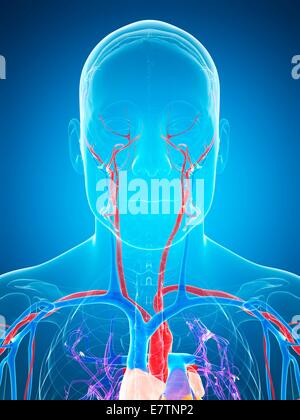 Sistema vascolare umano, computer grafica. Foto Stock