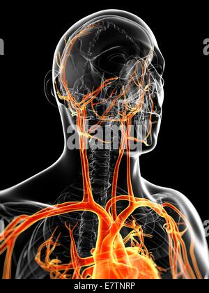 Sistema vascolare umano, computer grafica. Foto Stock