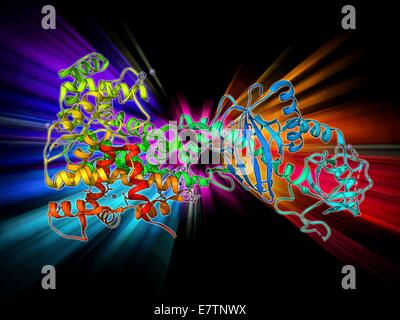 L'interferenza del RNA proteina, modello molecolare. Questa interferenza di RNA proteina è anche noto come granulatrice a cilindretti. Si tratta di un RNAase un enzima che scinde RNA a doppio filamento in brevi frammenti chiamati piccoli RNA interferenti (siRNA). Foto Stock