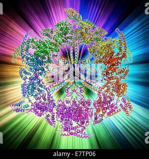 Acido grasso sintasi (FAS), modello molecolare. FAS è un multi-enzima che svolge un ruolo chiave nella sintesi di acidi grassi (lipidi) nel corpo umano. Non si tratta di un singolo enzima ma un intero sistema enzimatico. Foto Stock