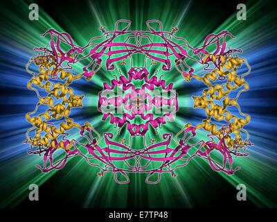 Interferone (IFN) antagonismo da parte di proteina virale. Il modello molecolare di un orthopoxvirus IFN-gamma-proteina di legame legato ad un IFN-gamma molecola. IFN-gamma è una citochina e il solo membro del tipo II classe degli interferoni - proteine fatto e rilasciato dal Foto Stock