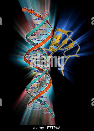 DNA e MECP2 complesso. Il modello molecolare di MECP2 (methyl CpG binding protein 2 (sindrome di Rett) legato al BDNF (brain-derived neurotrophic factor) gene su un filamento di DNA metilato DNA (acido desossiribonucleico, rosso e blu). MECP2 è una proteina che è essen Foto Stock