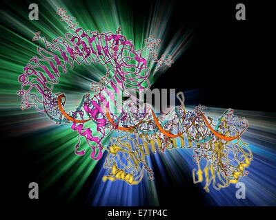 Toll-come il ricevitore 3 e RNA . Il modello molecolare del pedaggio-come il ricevitore 3 (TLR3) proteina (rosa e blu) legato ad un filamento di RNA (acido ribonucleico, verde e giallo). TLR3 è coinvolta nel riconoscimento del patogeno e l'attivazione e la risposta immunitaria innata. Foto Stock