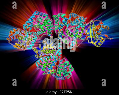 Virus Lassa la proteina di nucleocapside, modello molecolare. Questa proteina ha ruoli essenziali in RNA (acido ribonucleico) sintesi e soppressione immunitaria. Foto Stock