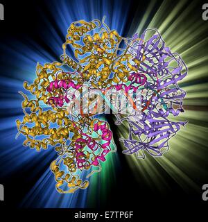Morsetto di DNA complessato con la molecola di DNA. Il modello molecolare che mostra uno scorrimento del DNA (acido desossiribonucleico) Morsetto (anello) complessato con una molecola di DNA (blu e rosso). Il morsetto scorrevole è parte di una molecola più grande (non visibile), una DNA polimerasi. La DNA polimerasi Foto Stock