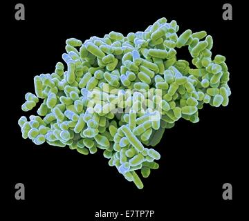 Color scanning electron microfotografia (SEM) di Schizosaccharomyces pombe lievito. S. pombe è un singolo-celled fungo che è ampiamente studiato come un organismo modello per cellula eucariotica divisione. Si tratta di un'asta a forma di lievito che cresce da un allungamento in corrispondenza delle sue estremità. Esso r Foto Stock