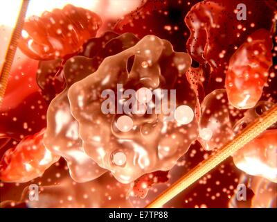 Organuli di una cellula eucariotica, computer grafica. Al centro è un corpo di Golgi excreting vescicole. Anche visto sono i mitocondri (rosso) ovoidi e reticolo endoplasmatico rugoso (rosso con macchie nere). Foto Stock