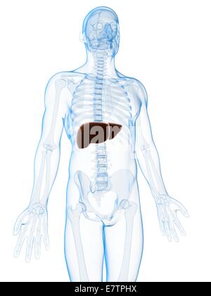 Il fegato umano, computer grafica. Foto Stock