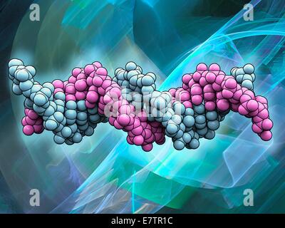 DNA (acido desossiribonucleico) modello molecolare, computer grafica. Foto Stock