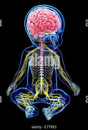 Baby nervoso del sistema, computer grafica. Foto Stock