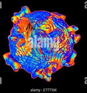 Canine parvovirus, computer grafica. Foto Stock