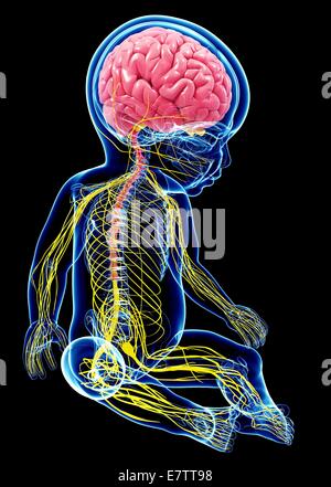 Baby nervoso del sistema, computer grafica. Foto Stock