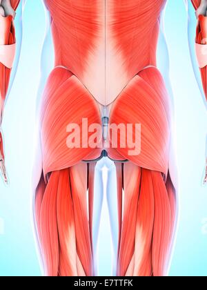 Umano sistema muscolare dei glutei, computer grafica. Foto Stock