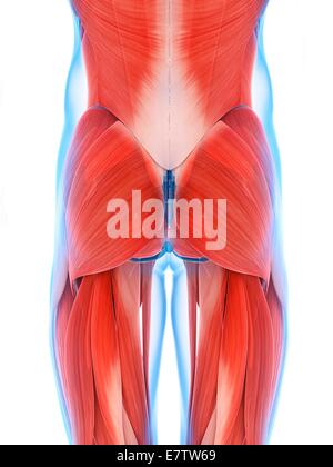 Human natica muscoli, computer grafica. Foto Stock