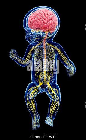 Baby nervoso del sistema, computer grafica. Foto Stock