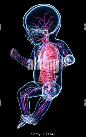 Baby's anatomy, computer grafica. Foto Stock