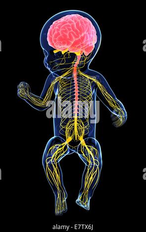 Baby nervoso del sistema, computer grafica. Foto Stock