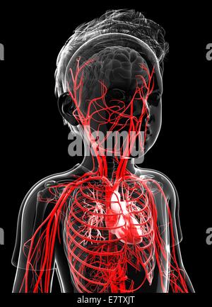 Sistema vascolare umano, computer grafica. Foto Stock