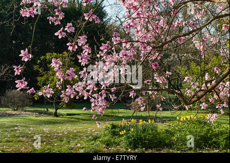 Royal Botanic Gardens, Kew, Londra. Magnolia campbellii o rosa tulip tree, molla Foto Stock