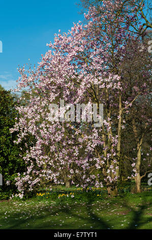 Royal Botanic Gardens, Kew, Londra. Magnolia campbellii o rosa tulip tree, molla Foto Stock