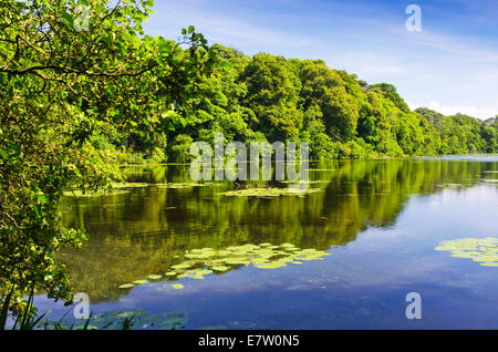 Lilies in the Swan Pond nei motivi di Culzean Castle nello Ayrshire, in Scozia Foto Stock