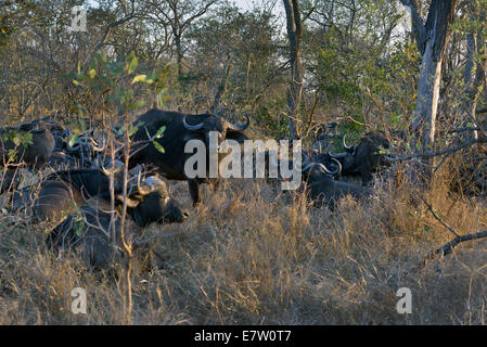 Sud Africa, Kruger NP, africani o bufali del capo nella boccola, Syncerus caffer Foto Stock