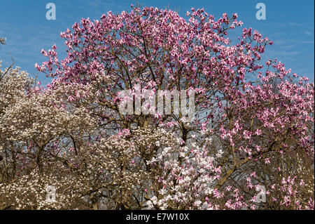 Royal Botanic Gardens, Kew, Londra. Magnolia campbellii subsp. cambellii, Magnolia kewensis (bianco) Foto Stock