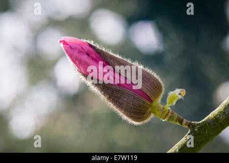 Royal Botanic Gardens, Kew, Londra. Un bocciolo di Magnolia campbellii subsp. campbellii circa per aprire in primavera Foto Stock