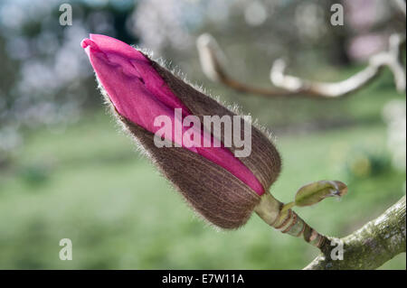 Royal Botanic Gardens, Kew, Londra. Un bocciolo di Magnolia campbellii subsp. campbellii circa per aprire in primavera Foto Stock