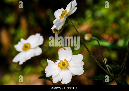 Anemone hybrida Honorine Jobert. Foto Stock