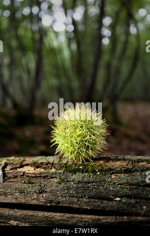 Conkers o nocciole Foto Stock