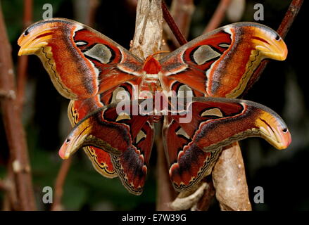 Il Gigante maschio e femmina Atlas falene (Attacus atlas) durante il corteggiamento e accoppiamento Foto Stock