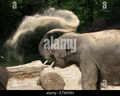 Toro giovane elefante Asiatico (Elephas maximus) sabbia-bagno, spruzzando sabbia sopra il suo corpo con il suo tronco Foto Stock