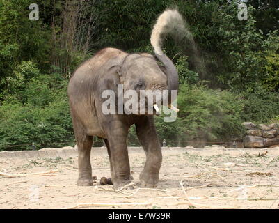 Toro giovane elefante Asiatico (Elephas maximus) sabbia-bagno, spruzzando sabbia sopra il suo corpo con il suo tronco Foto Stock