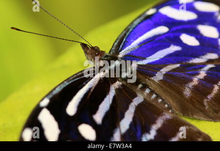 Tropical Onda Blu farfalla (Myscelia cyaniris) a.k.a. Ciano, Bluewing Bluewing sbiancato, Blu-Purplewing nastrati o Blu Royal Foto Stock