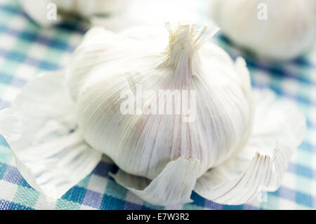 Testa di aglio fresco su una tovaglia a scacchi Foto Stock