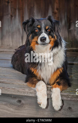 Ritratto di un tri-color Border Collie giacente avviso su un passo di legno Foto Stock