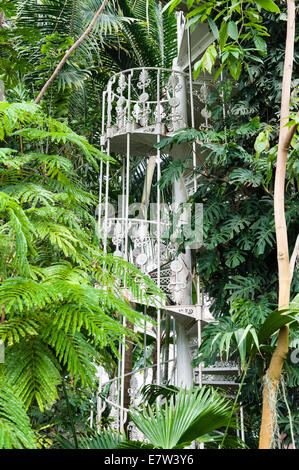 Royal Botanic Gardens, Kew, Londra, Regno Unito. All'interno della Palm House in ferro battuto e vetro, costruita da Decimus Burton negli anni '1840 Foto Stock