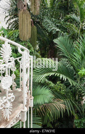 Royal Botanic Gardens, Kew, Londra, Regno Unito. All'interno della Palm House in ferro battuto e vetro, costruita da Decimus Burton negli anni '1840 Foto Stock