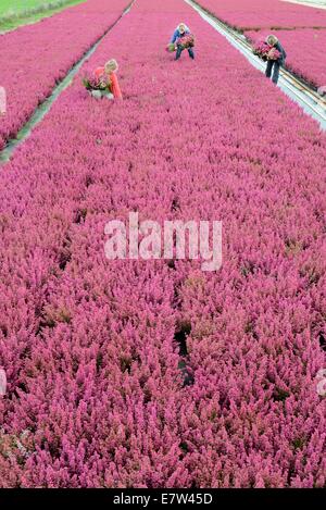 Leipzig, Germania. 23 Sett 2014. Heather piante come il rosso-bianco 'Hesse Girld' o nei colori bianco, rosa, giallo, rosso e miscelati in maniera colorata Frieda, Athena, Madonna o Emma appartengono al colorato Erika ed eriche che vengono raccolte da Sandra Kurtze, Linda Rode e Jana Wagner (L-R) nell'Elica Morbeetpflanzen GmbH serra in Knautkleeberg vicino a Leipzig, Germania, 23 settembre 2014. Circa 7.000 ericas ed eriche vengono raccolte per i clienti in Germania, Scandinavia, Ungheria, Polonia e Repubblica Ceca. Credito: dpa picture alliance/Alamy Live News Foto Stock